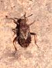 Stictopleurus sp.